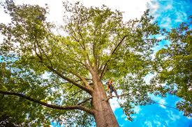 Best Weed Control  in Mcminnville, TN