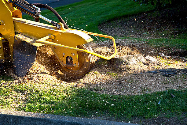 How Our Tree Care Process Works  in  Mcminnville, TN